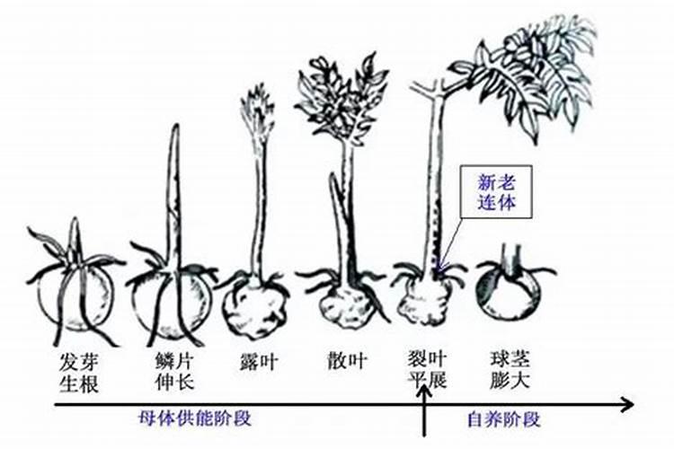 魔芋换头期间可以撒肥料的吗？