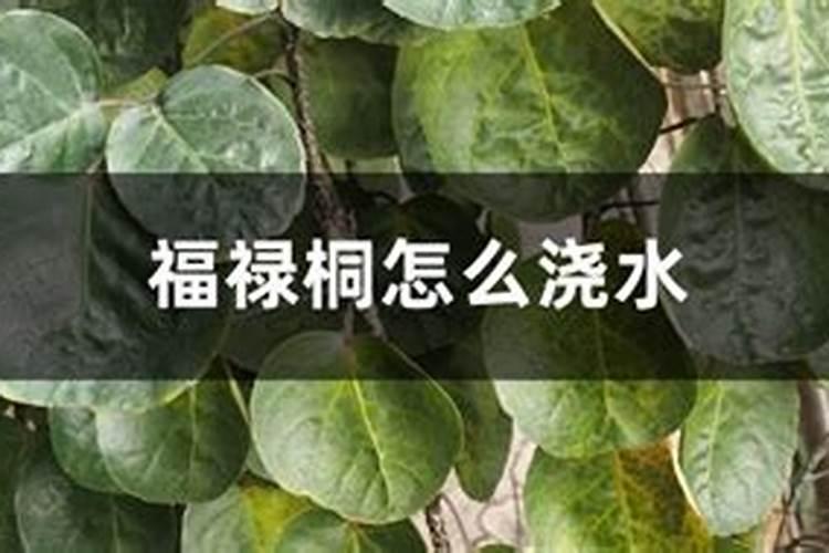 福禄桐的养殖方法介绍!养不好福禄桐就是因为没有做到这些啊!