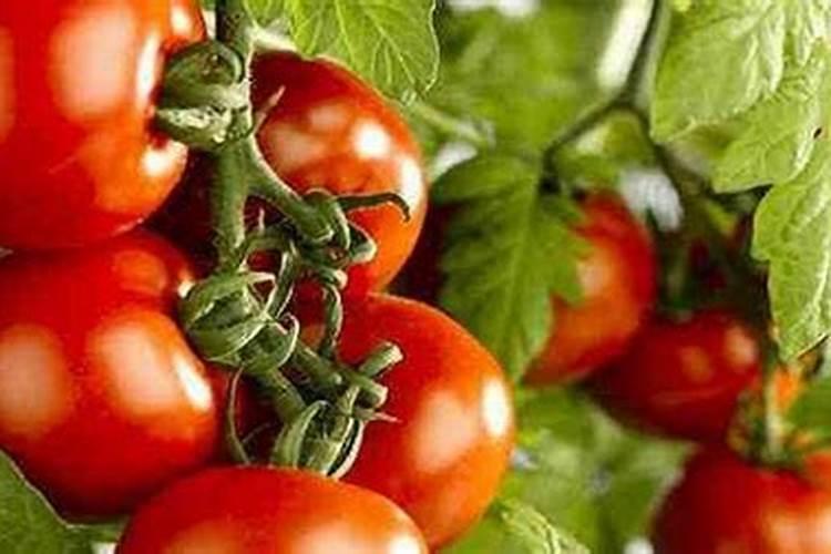 番茄用什么肥最合适