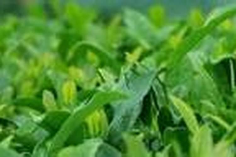 茶叶怎么种植的