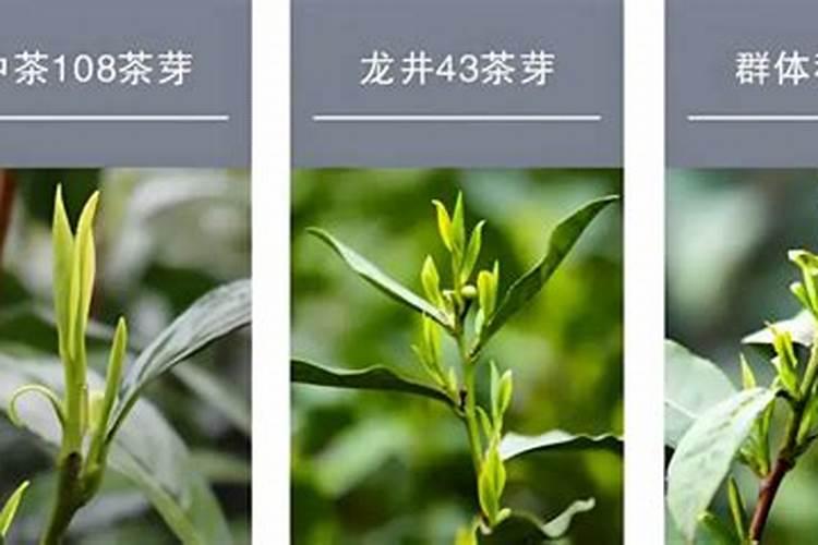 请问这是龙井茶毫还是发霉了啊？
