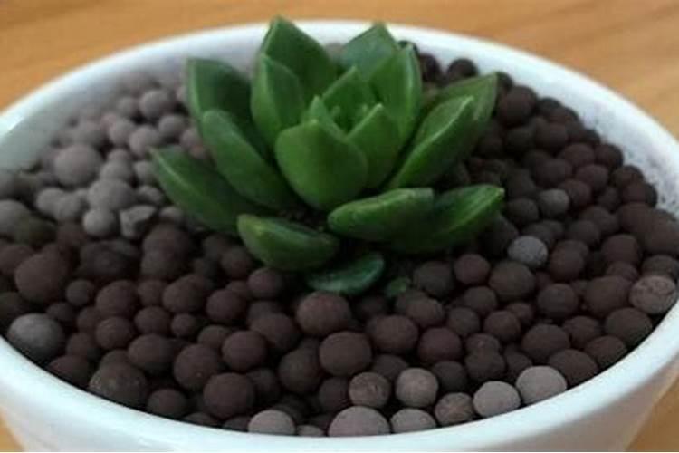 种多肉 土里面能同时拌上生根粉和多菌灵吗