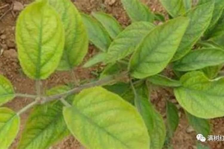 苹果树施肥4大错,最容易犯的是哪个