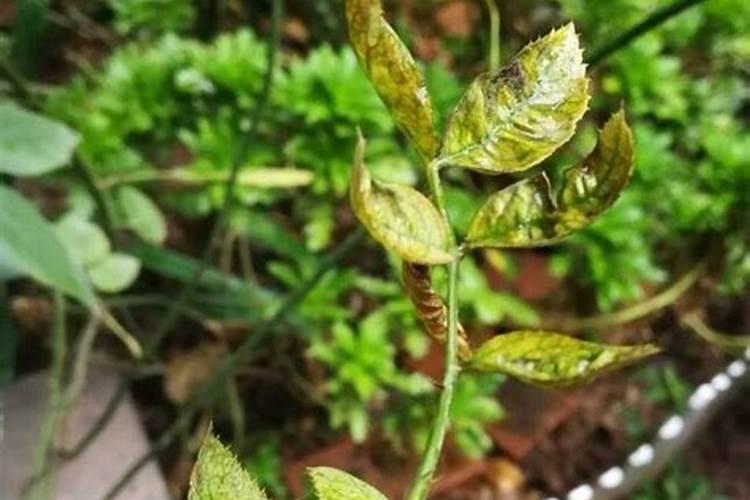 苹果树5月份可以用高氮肥吗？