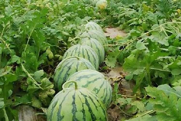 西瓜施什么肥料最甜