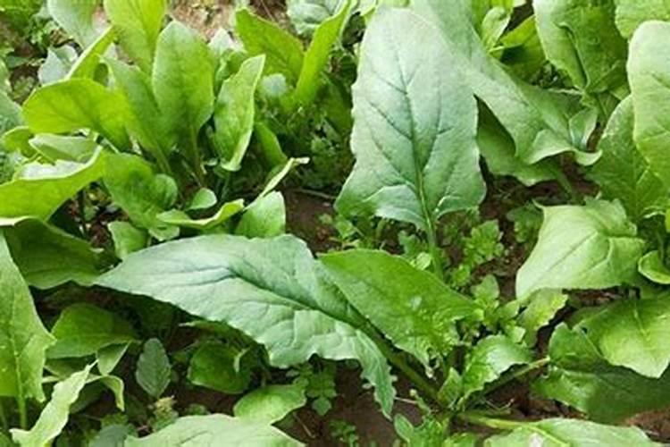 菠菜有两片叶子了,需要施肥吗