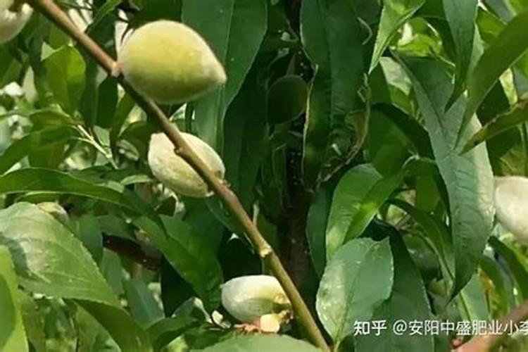 桃树硬核期怎么施肥