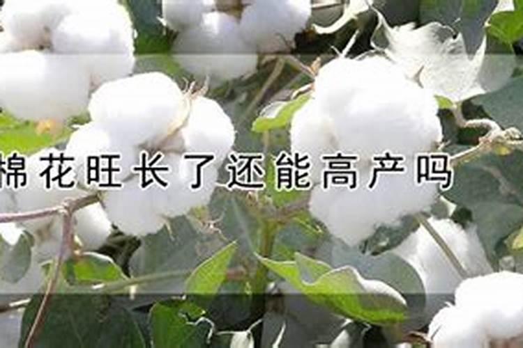 棉花上部叶片变小怎么回事？