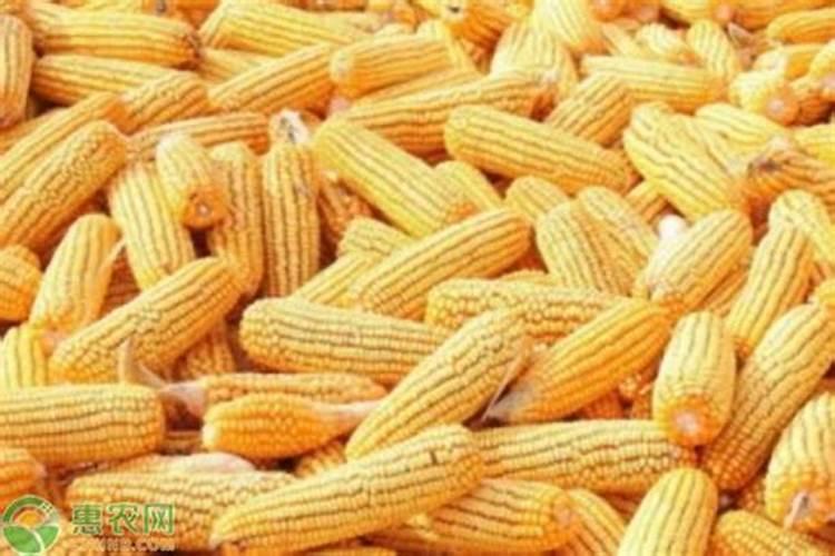金正大控释玉米专用肥261212多少钱一吨