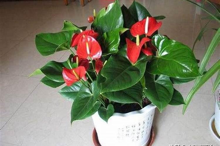 沙糖桔6月份施什么肥