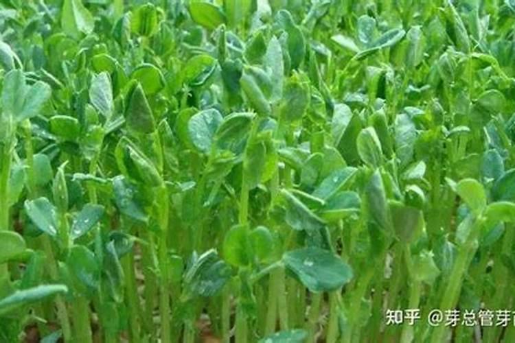如何种植芽苗菜