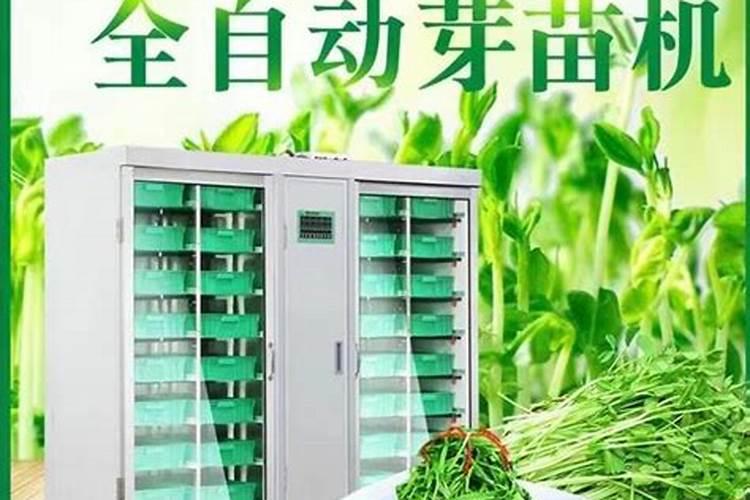 油葵芽苗菜如何长得整齐？