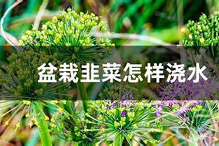 保花保果叶面肥最佳配方,附喷施注意事项