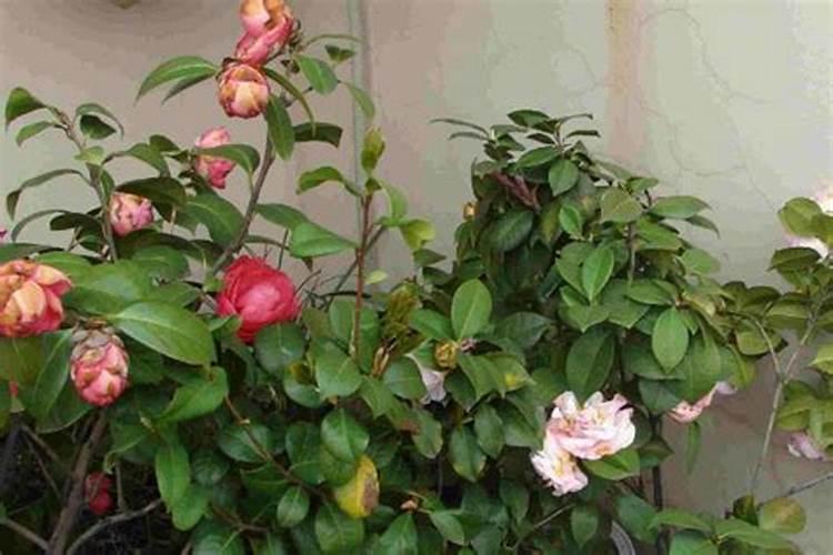 茶花什么时候施肥