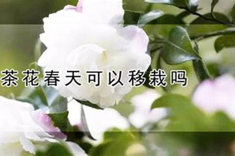 茶花树施什么肥料最好
