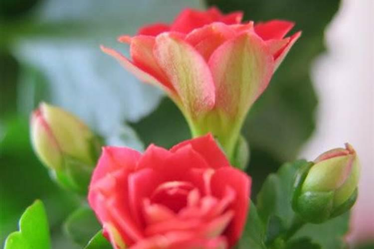 长寿花夏天怎么养施什么肥