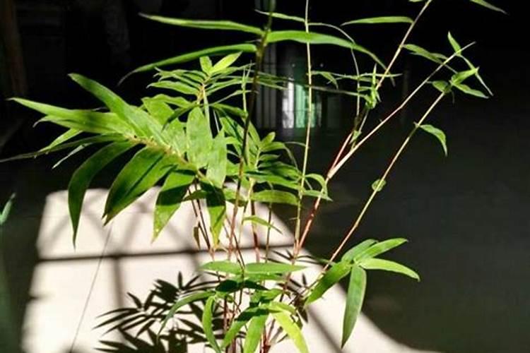 凤尾竹叶子变黄了,叶子上有蜘蛛网一样的东西怎么办啊!
