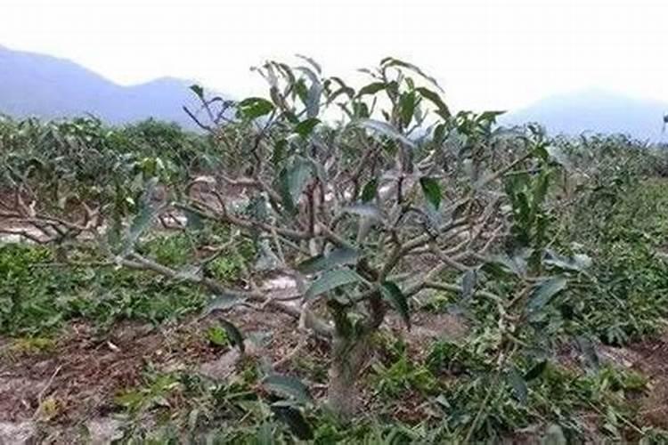 芒果树用什么肥料最好