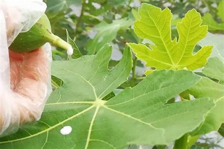 无花果如何施肥
