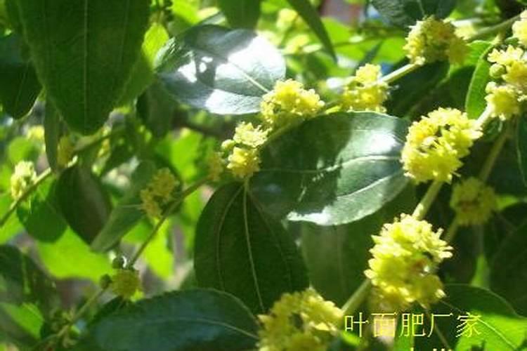 液氨肥料有什么特点？