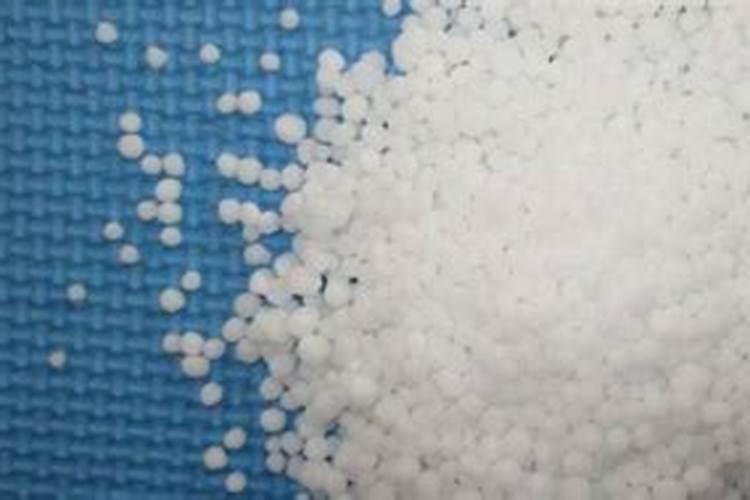 雪菜为什么黄颜色