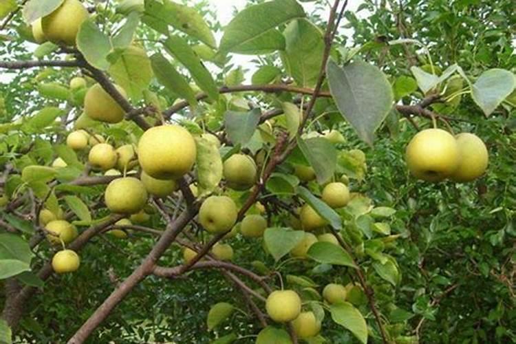 早熟春绿毛豆如何栽培 科学管理方法是什么