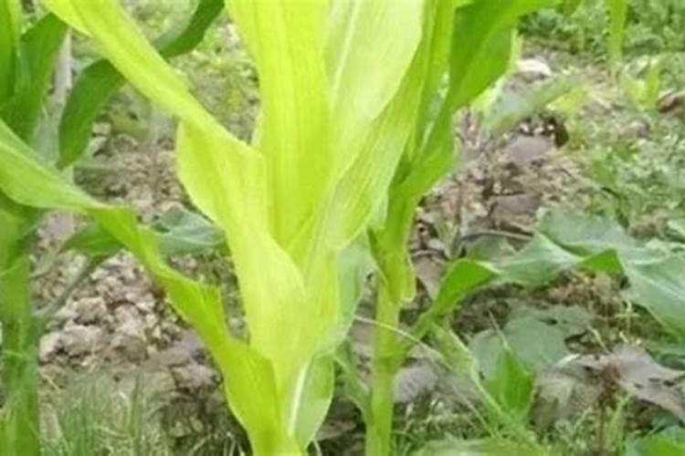 青菜在秋天种植的时候该怎么去施肥？一般施什么肥料？多久需要施肥一次...