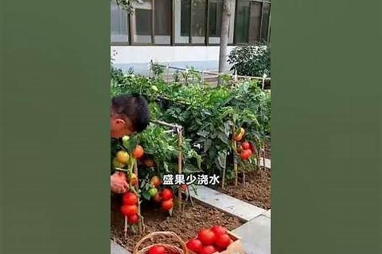 西红柿浇水施肥的正确方法？