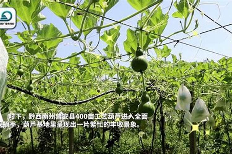 西葫芦落花落果影响产量,怎么防止西葫芦落花落果？