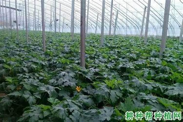 在葫芦生长期间,施肥量应该怎么控制？