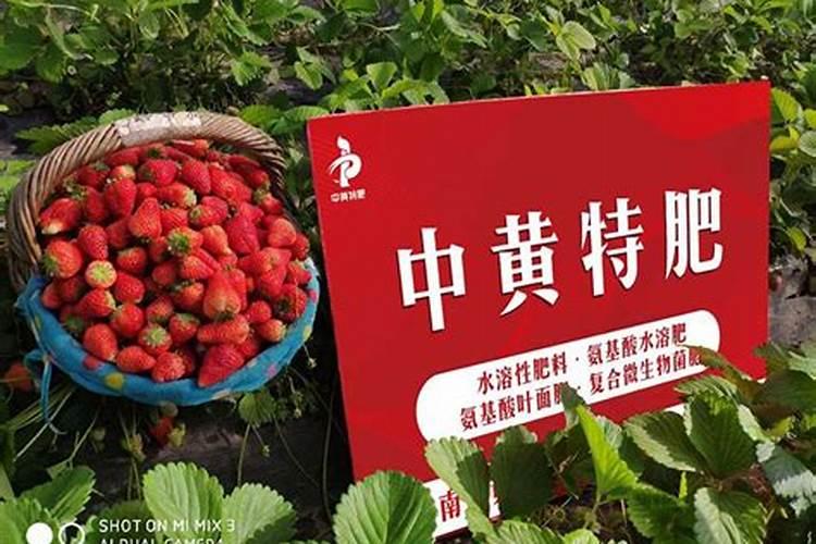 草莓膨果用啥水溶肥好