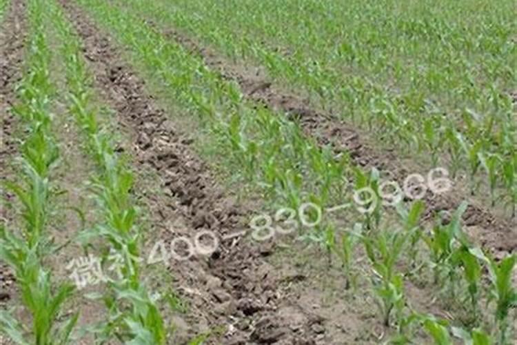 玉米几叶打磷酸二氢钾 什么时候使用效果好