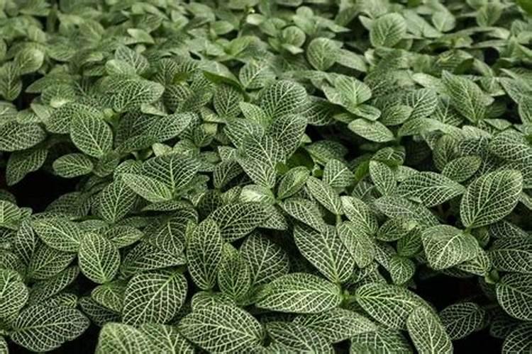 网纹草叶子蔫了怎么办？注意这几点让网纹草叶子恢复挺拔!