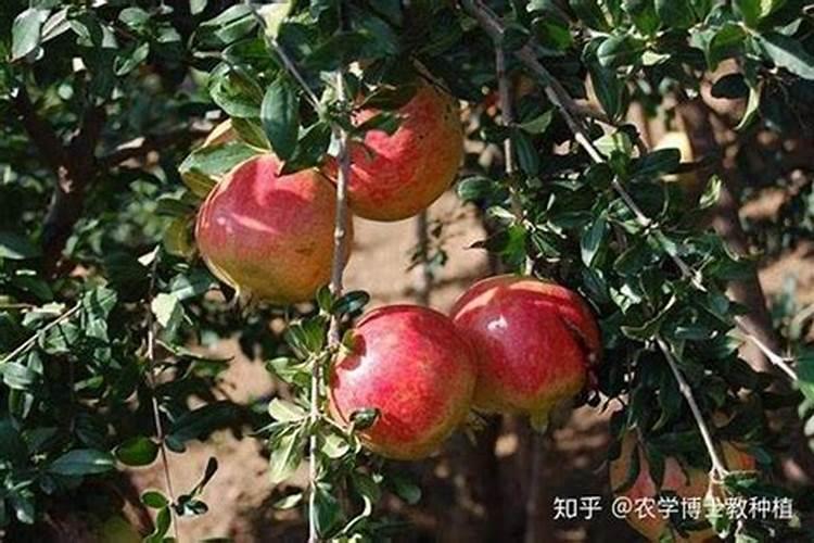 蝴蝶兰施肥用什么肥料好
