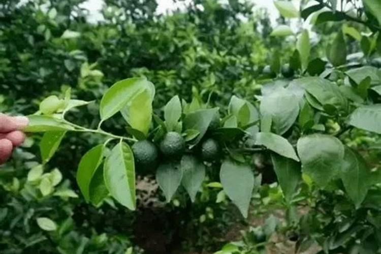 柑橘促花时间和药物 促花方法要点