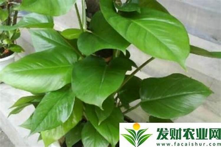 绿萝施肥需施什么肥料,叶黄施什么肥