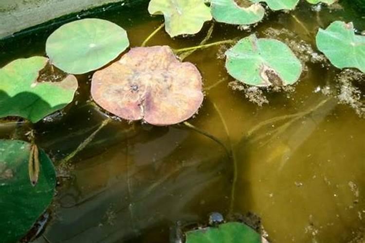 碗莲水溶肥的使用方法