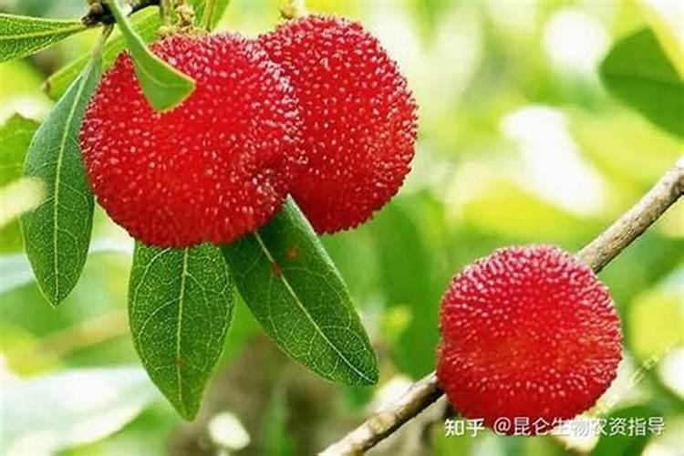 鱼塘下肥碳铵和磷肥怎么用