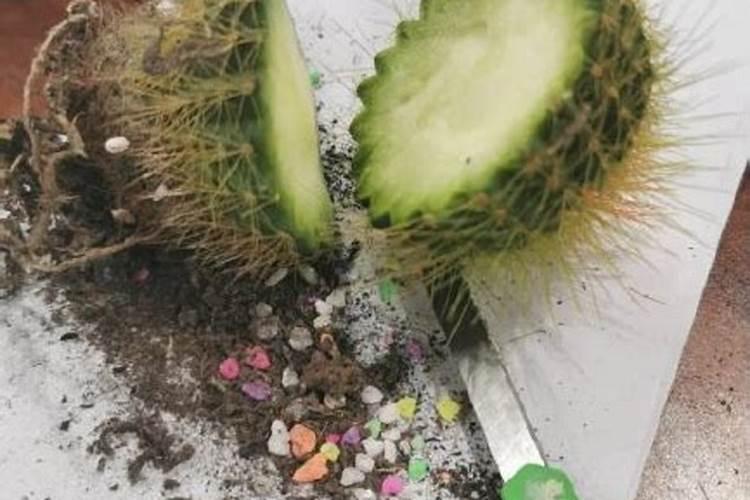 黄杨树用肥用坏了怎么办？