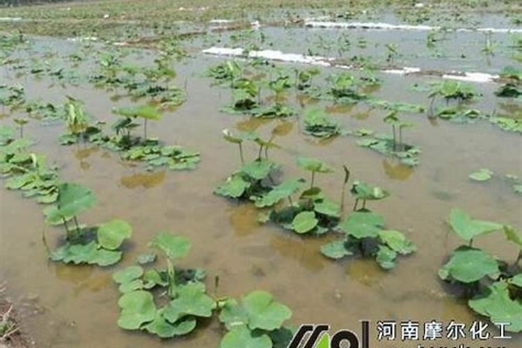 莲藕用什么肥料产量高 如何合理施肥