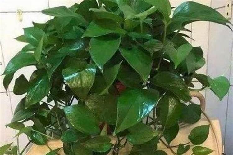给花擦点这个,叶子贼绿,从不发黄!