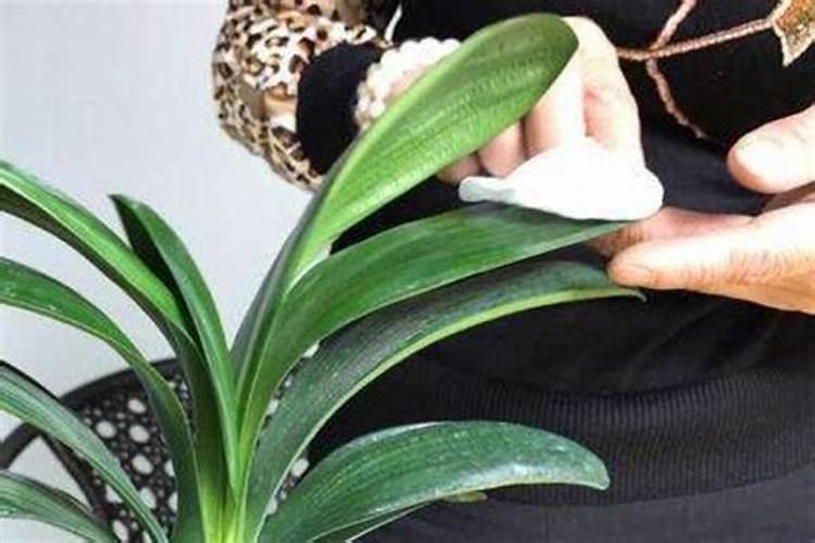 让花叶子更绿的偏方,植物变绿小妙招