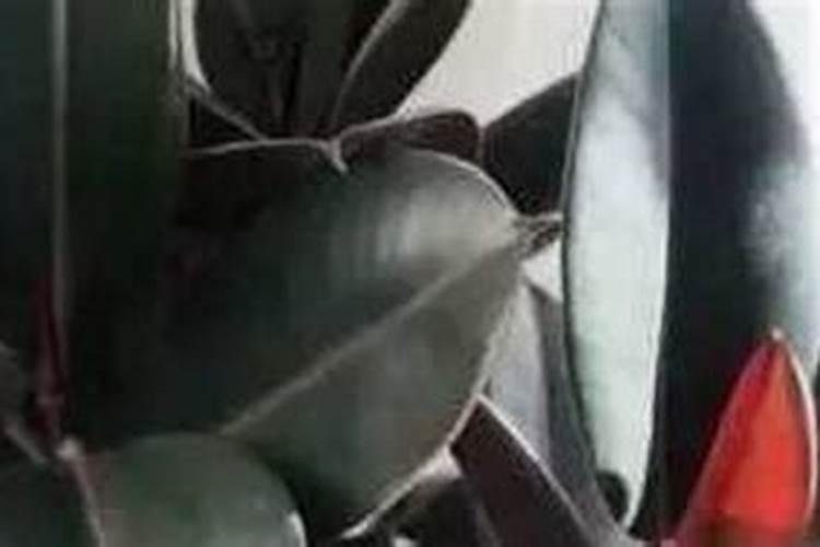 花卉速效复合肥使用方法 月季需要每天喷叶片吗