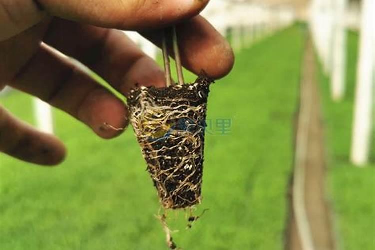 辣椒幼苗定植后23天内,为什么要浇灌生根壮苗剂？