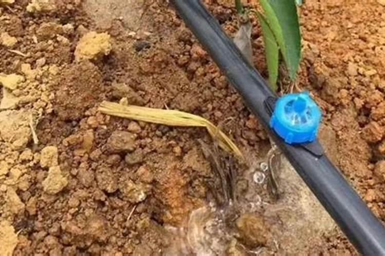 氮肥需要稀释后浇花吗
