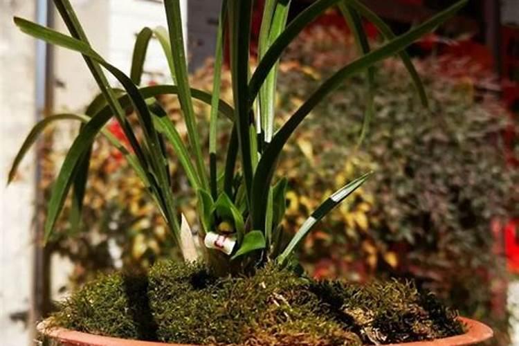 水溶肥硅肥用多少克