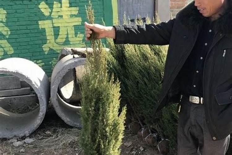 锌肥的作用及使用方法