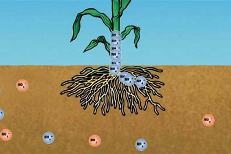 氮肥如何被植物吸收的？