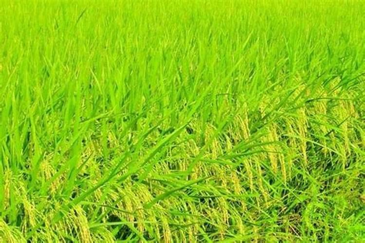 怎样施肥能使甘蔗长得又甜又粗壮？什么肥料效果好？