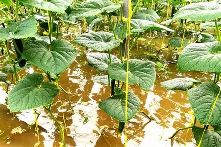 花卉叶面肥多久喷一次比较好 叶面肥打多了有害吗